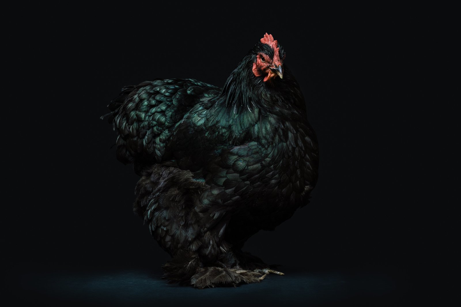 Chicken with Dark Feathers